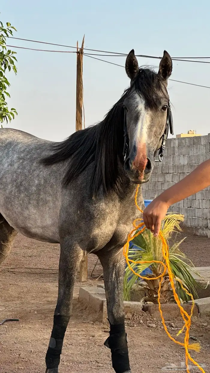مهر جزيري نقبل بدل طرب وجمال 2