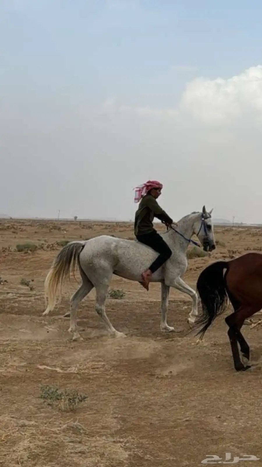 فرس شعبيه لقاح 0