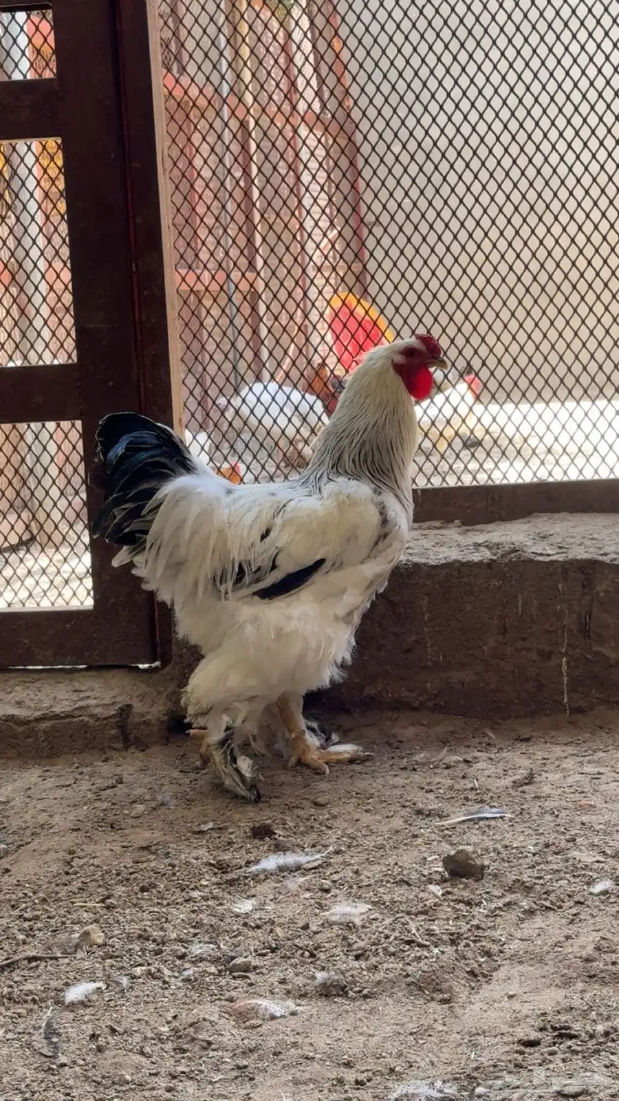 ديوك براهما 2