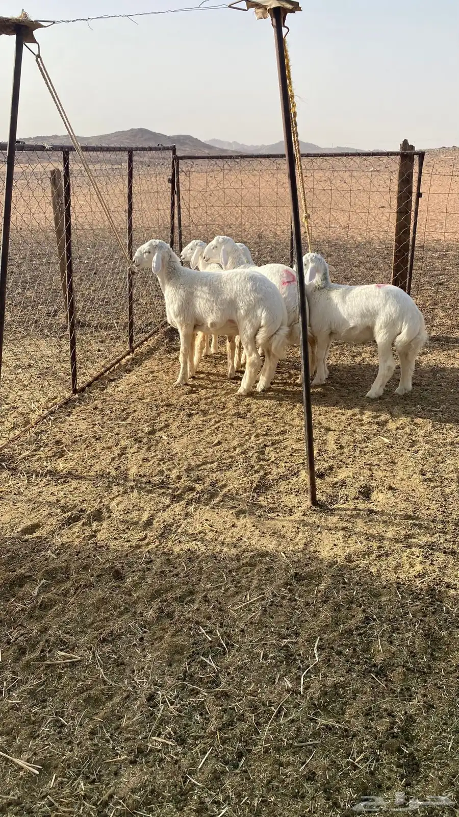 للبيع خرفان حريه 3