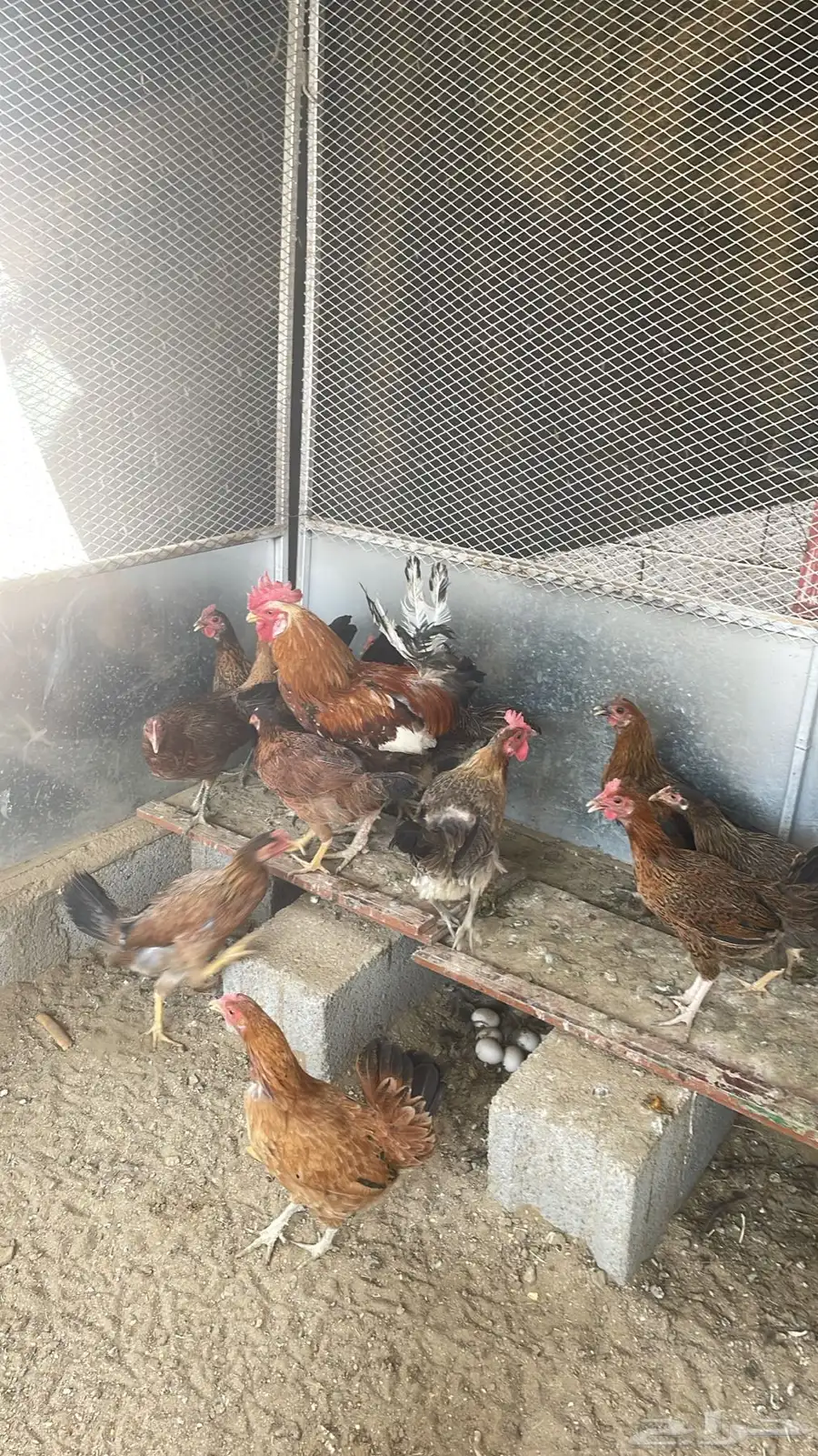 دجاج ما بين عربي وبلدي 4