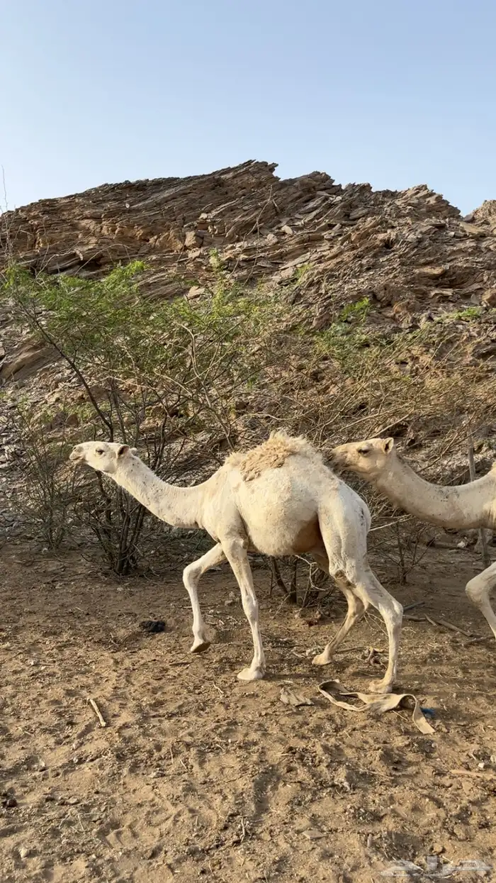 للبيع حشو طيبه مفاريد 3