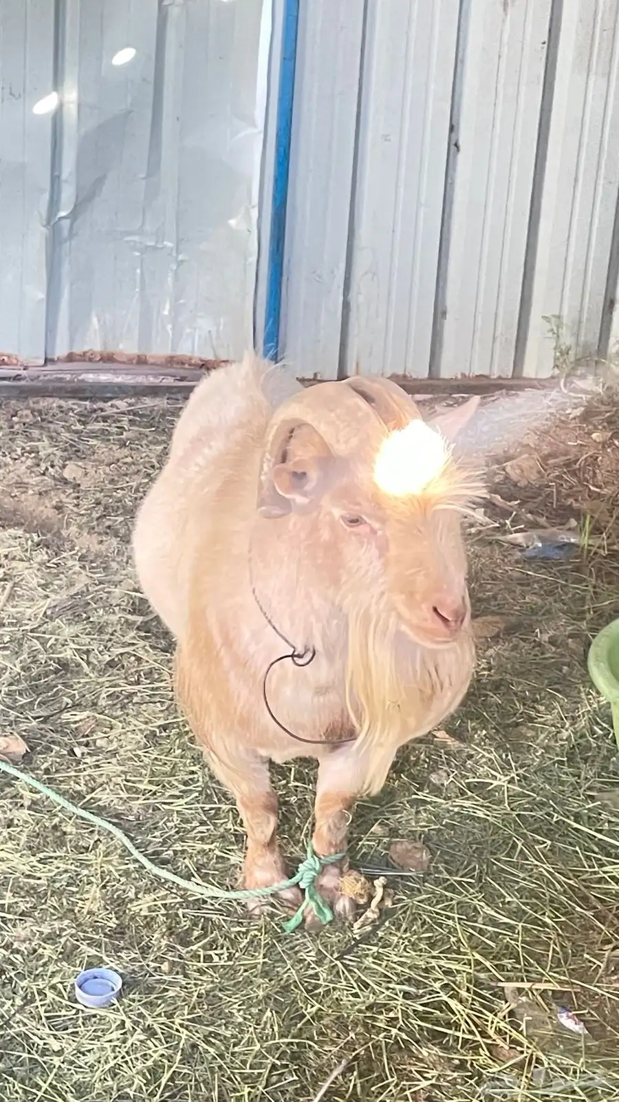 ماعز قزم فحل بيور امريكي 1