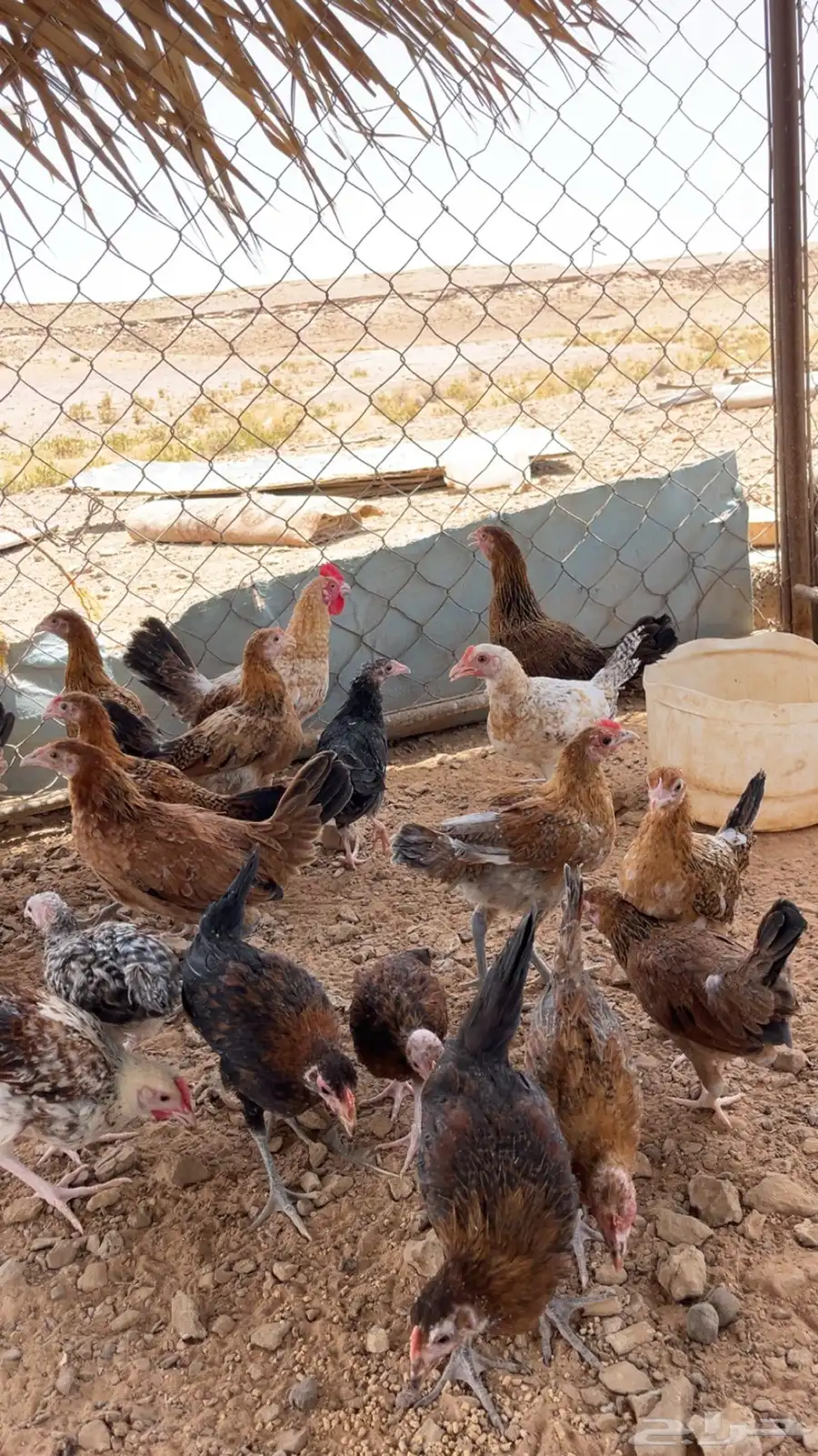 دجاج 1