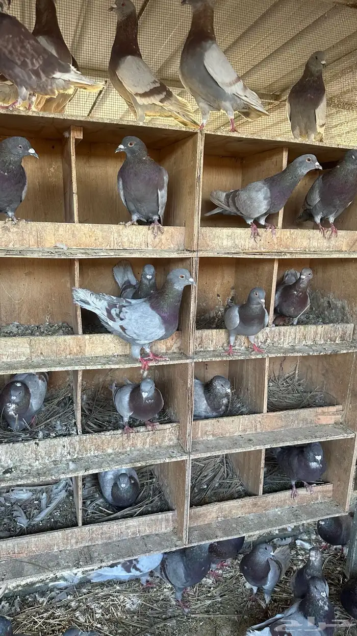 حمام فرنسي شبب سوبر سوبر جامبو 0