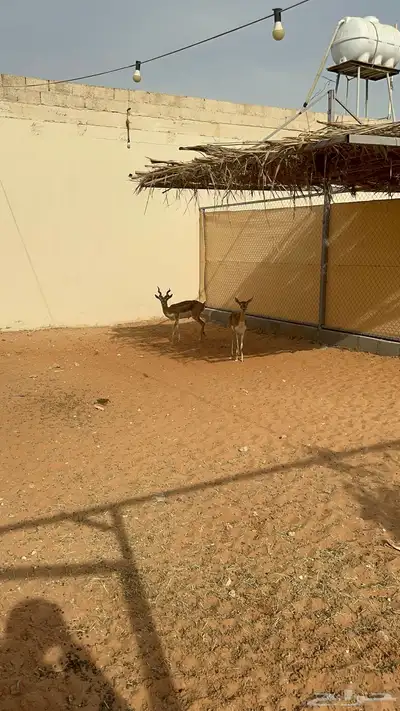 غازال البلاك باك منتج 2