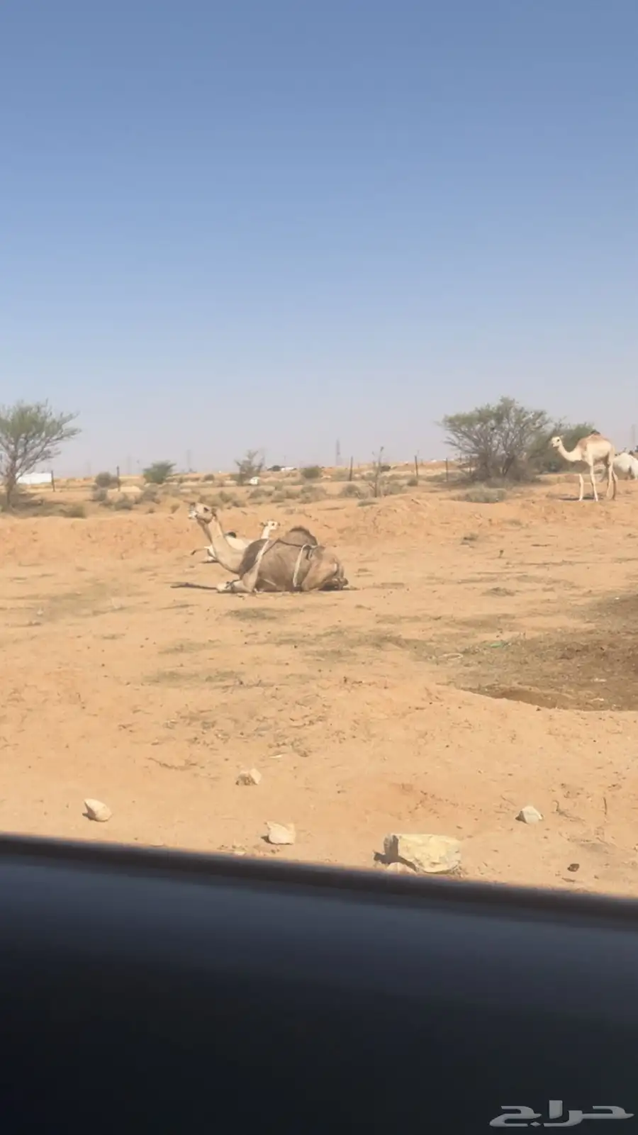 ناقه خلفه طيبه تحتها بكره مزيونه والناقه منتج 1