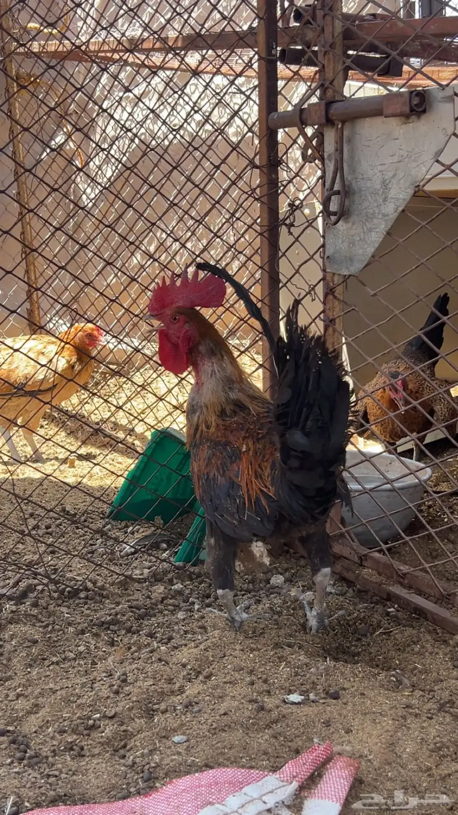 ديكه 0