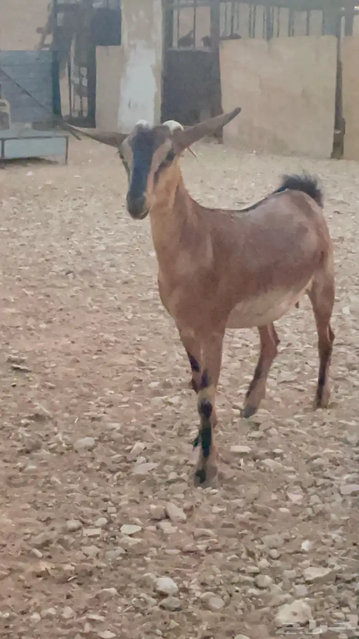 جفار دهم لون الصيد يصلحن مع وعل 3