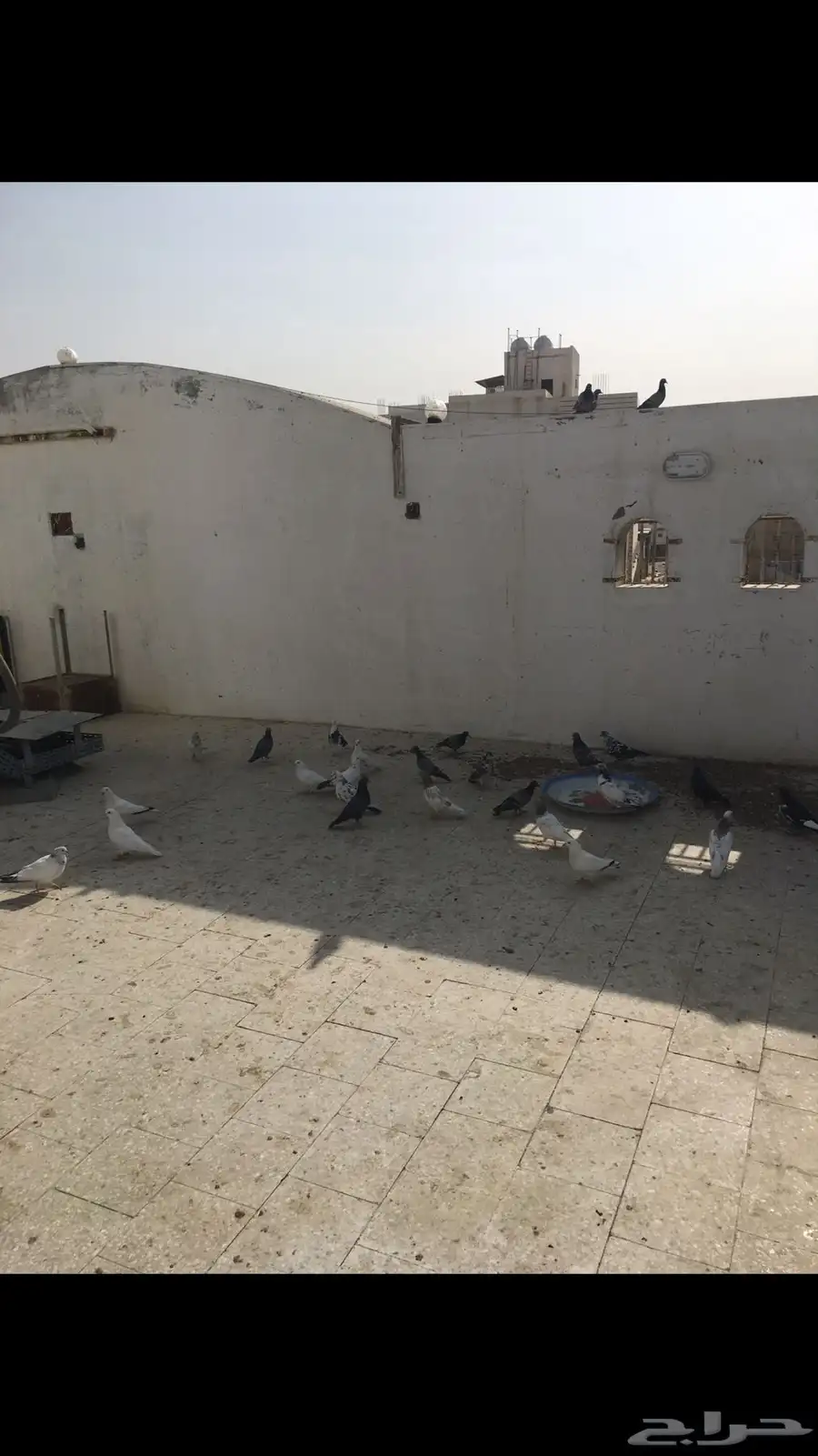 حمام باكستاني 7