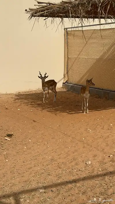 غازال البلاك باك منتج 0