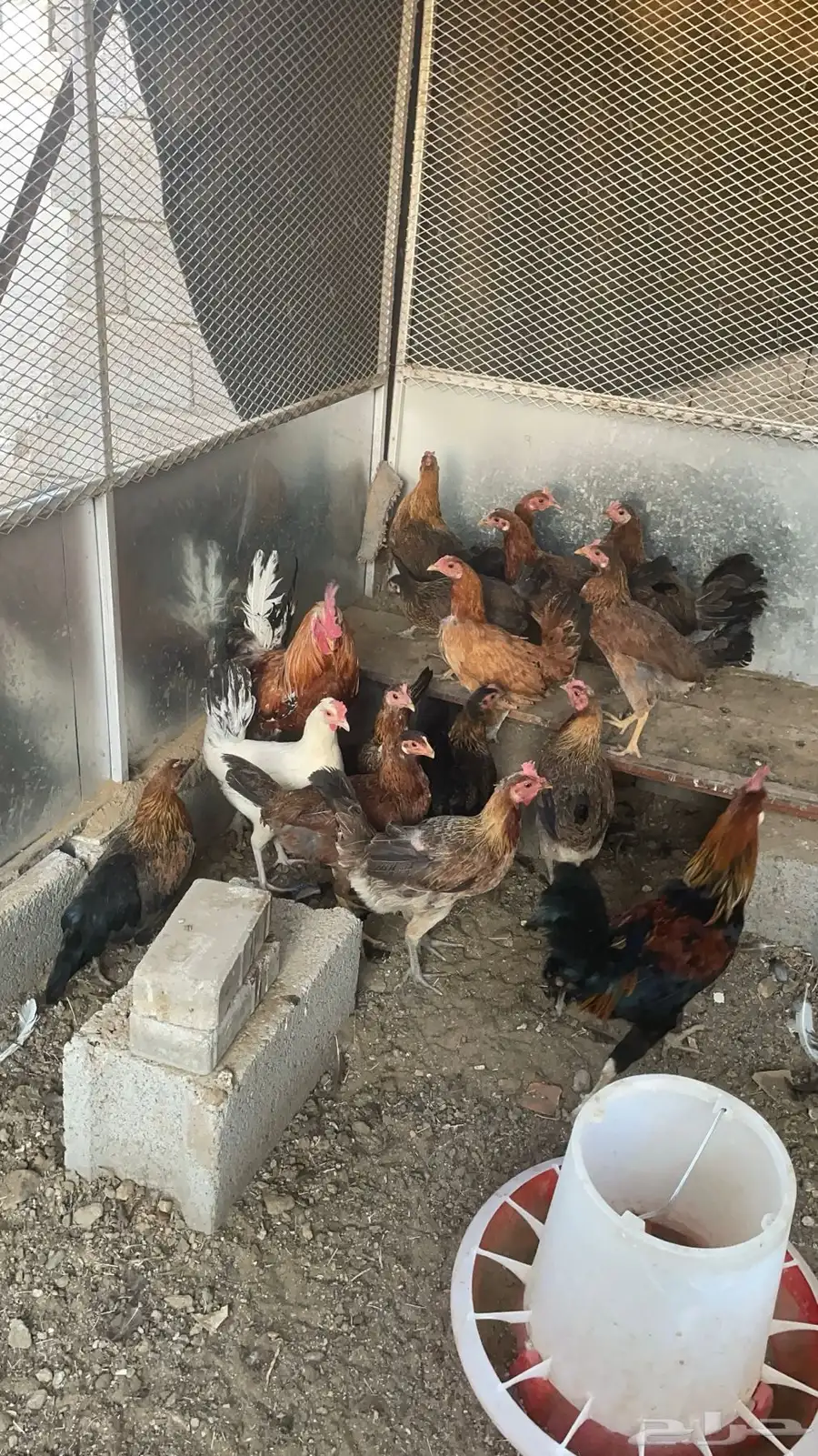 دجاج ما بين عربي وبلدي 14