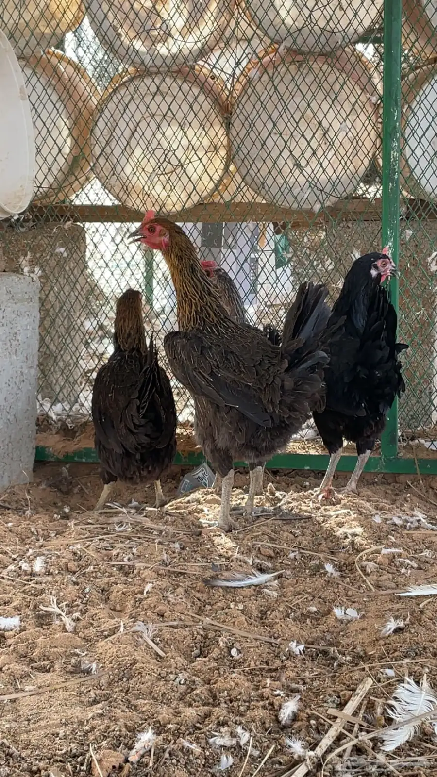 الخرج 0