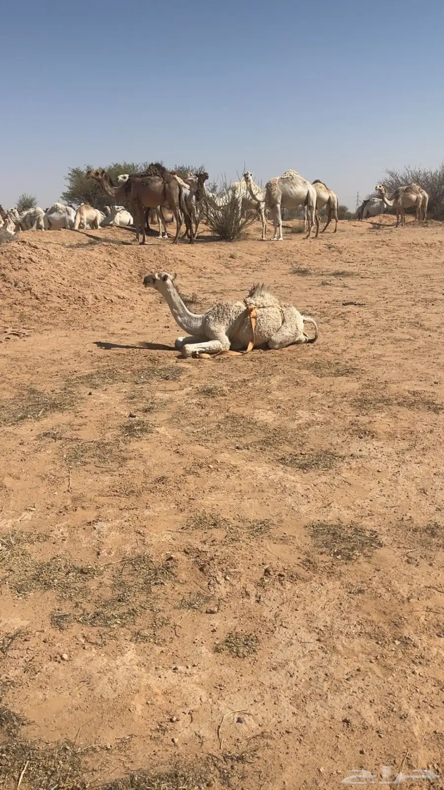 ناقه خلفه طيبه تحتها بكره مزيونه والناقه منتج 2