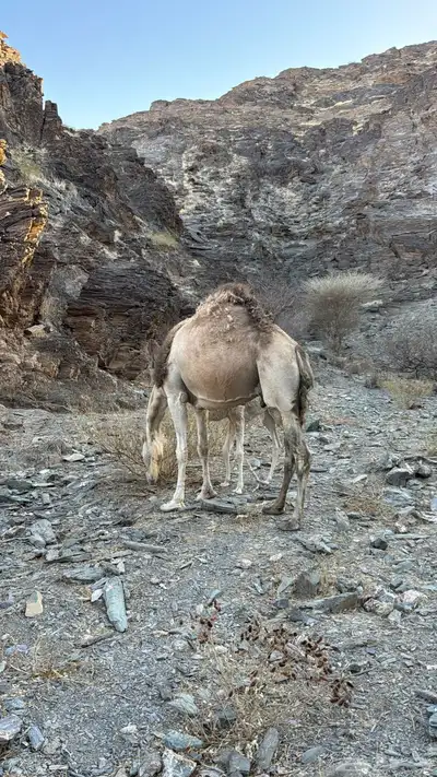 للبيع خلفه معها قعود 7