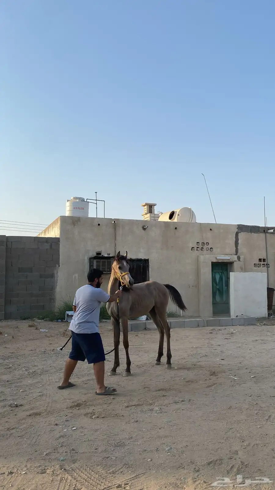 مهر واهو 1