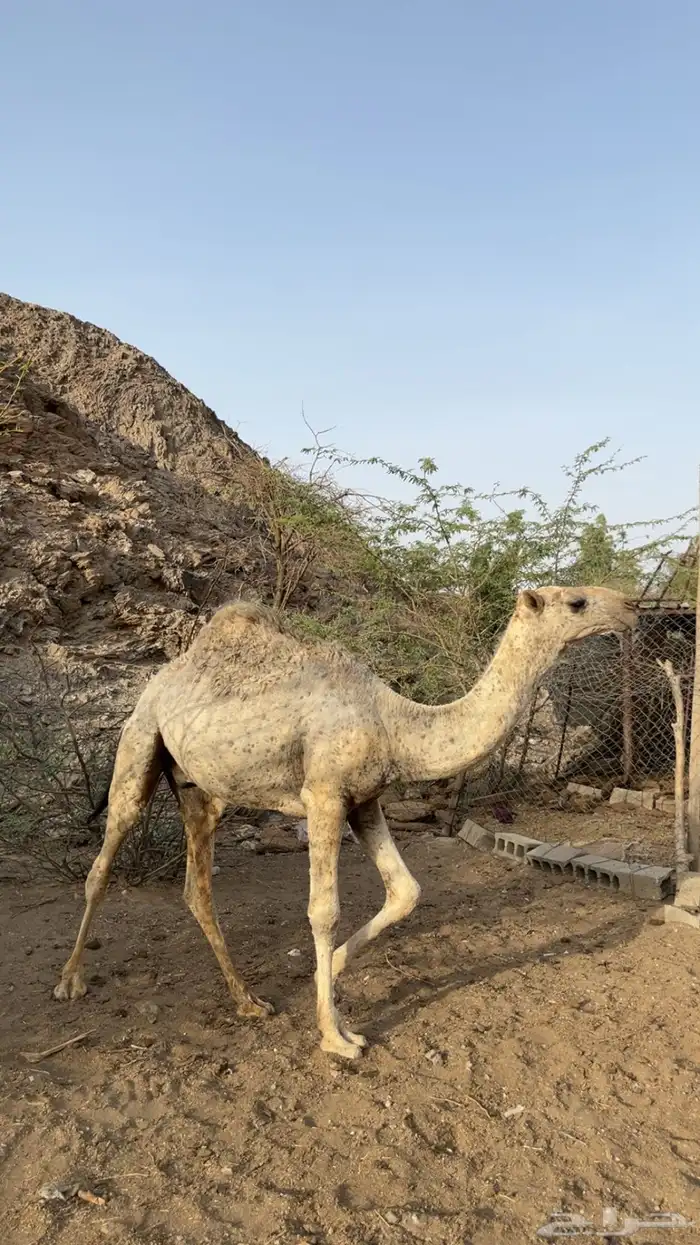 للبيع حشو طيبه مفاريد 2