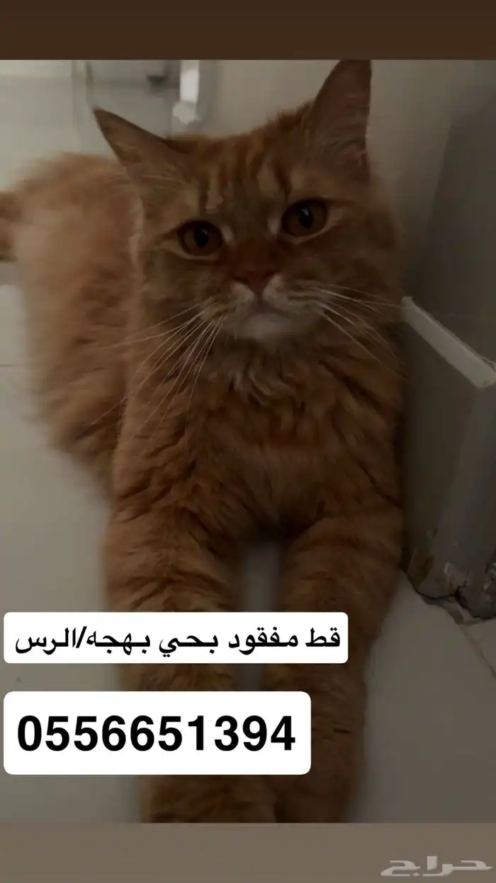 قط مفقود 0