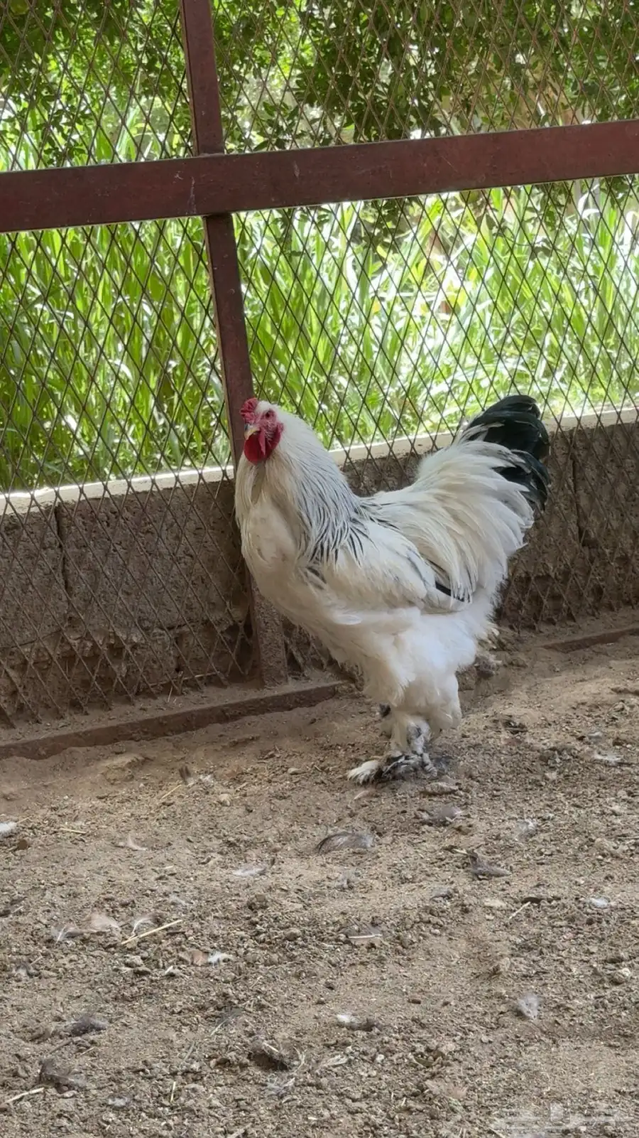 ديوك براهما 4