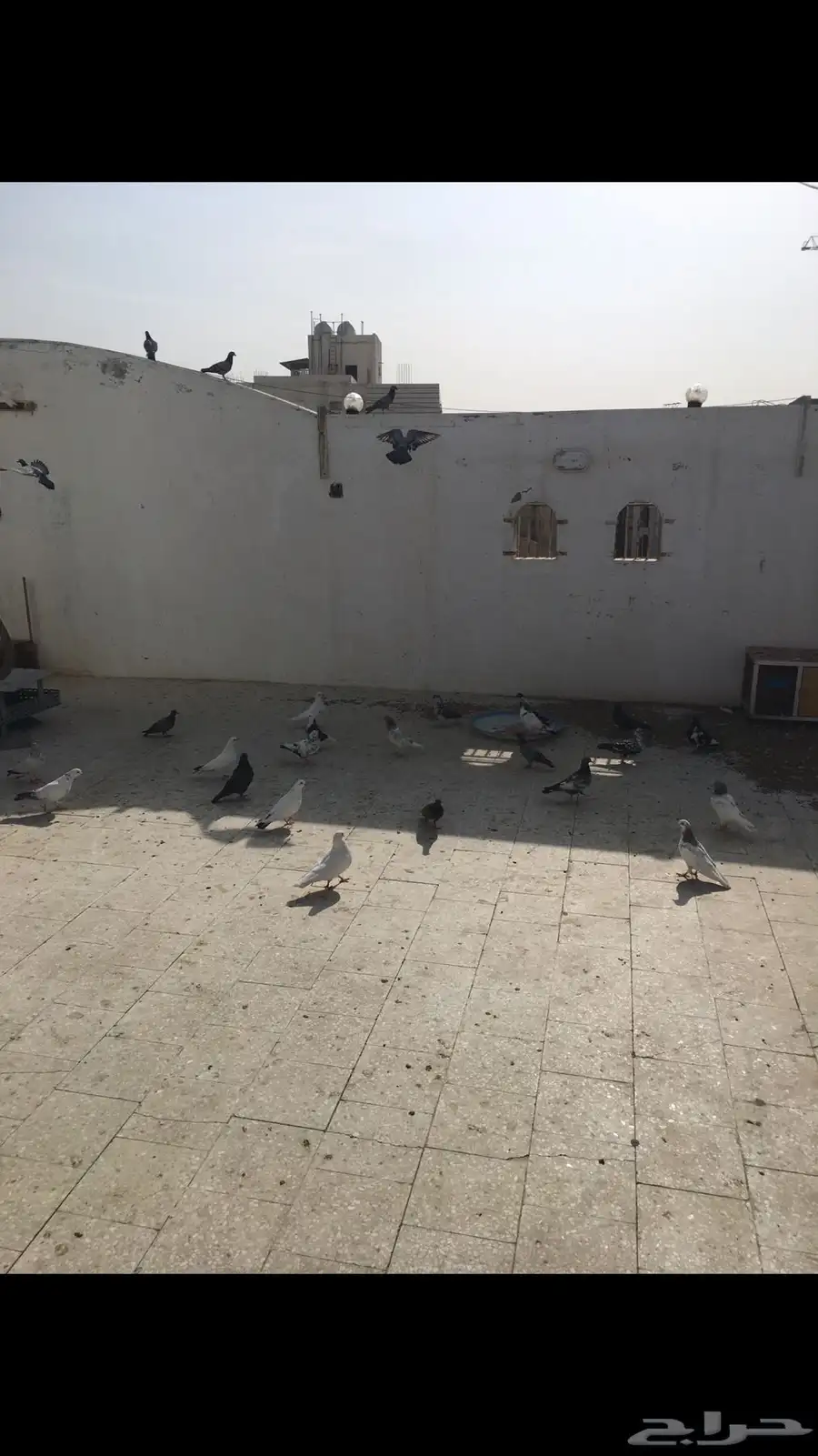 حمام باكستاني 8