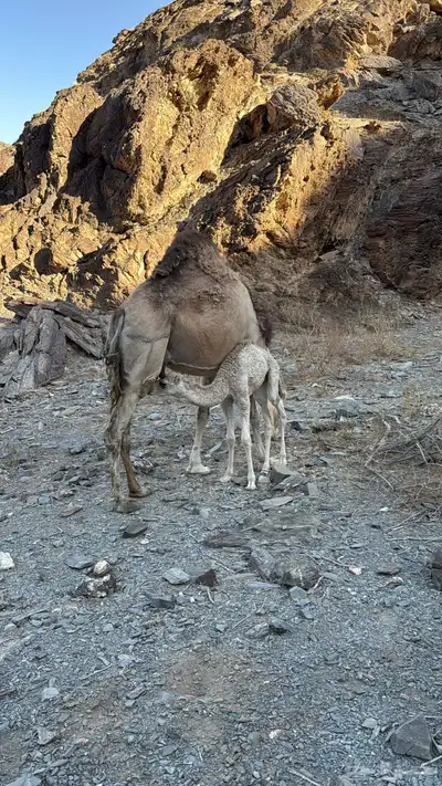 للبيع خلفه معها قعود 11
