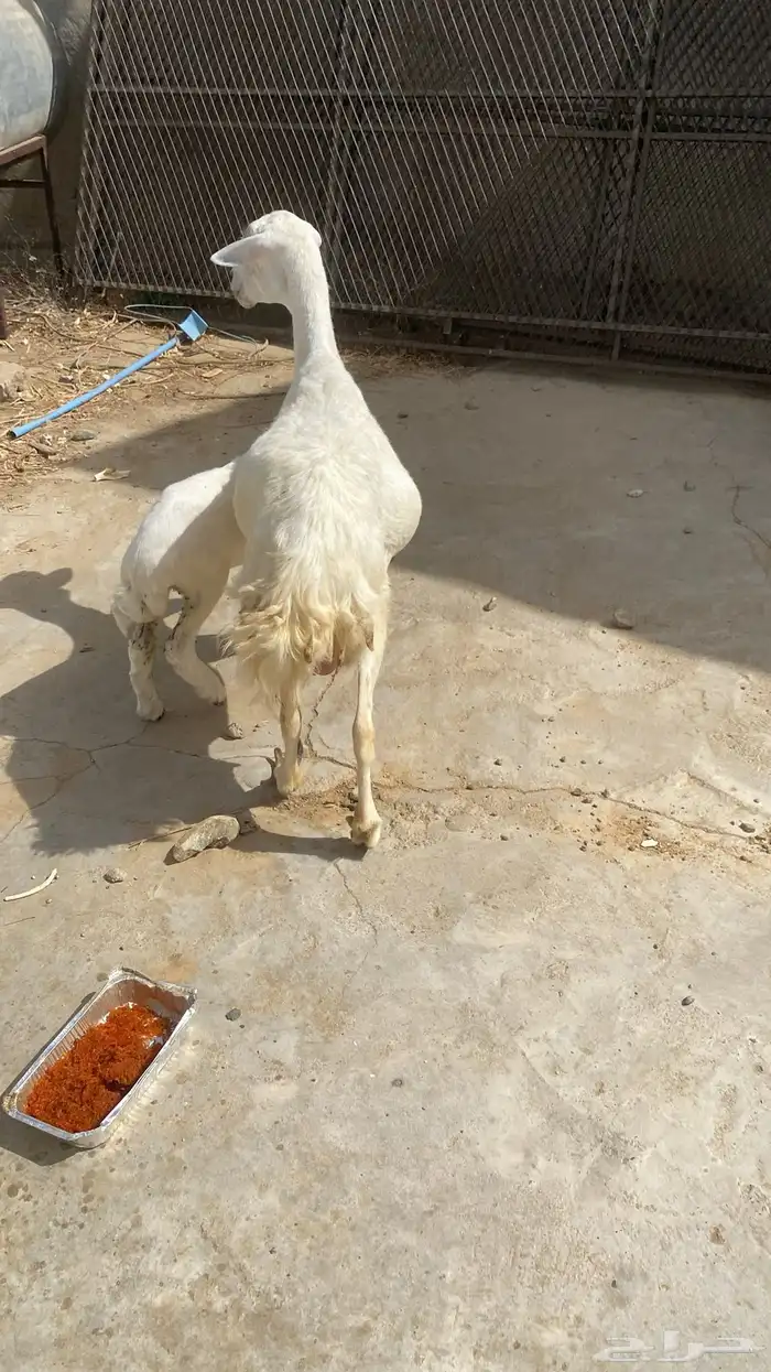 ((( تم البيع ))) نعجة تحتها رخل 3
