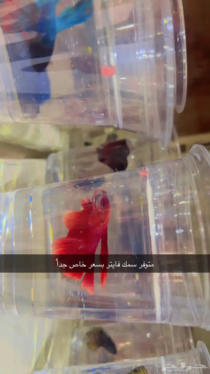 سمك فايتر 1