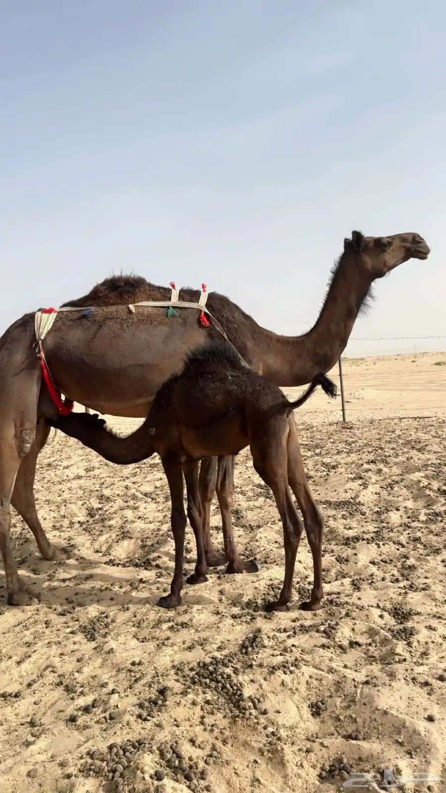 خلفه مجهم 1