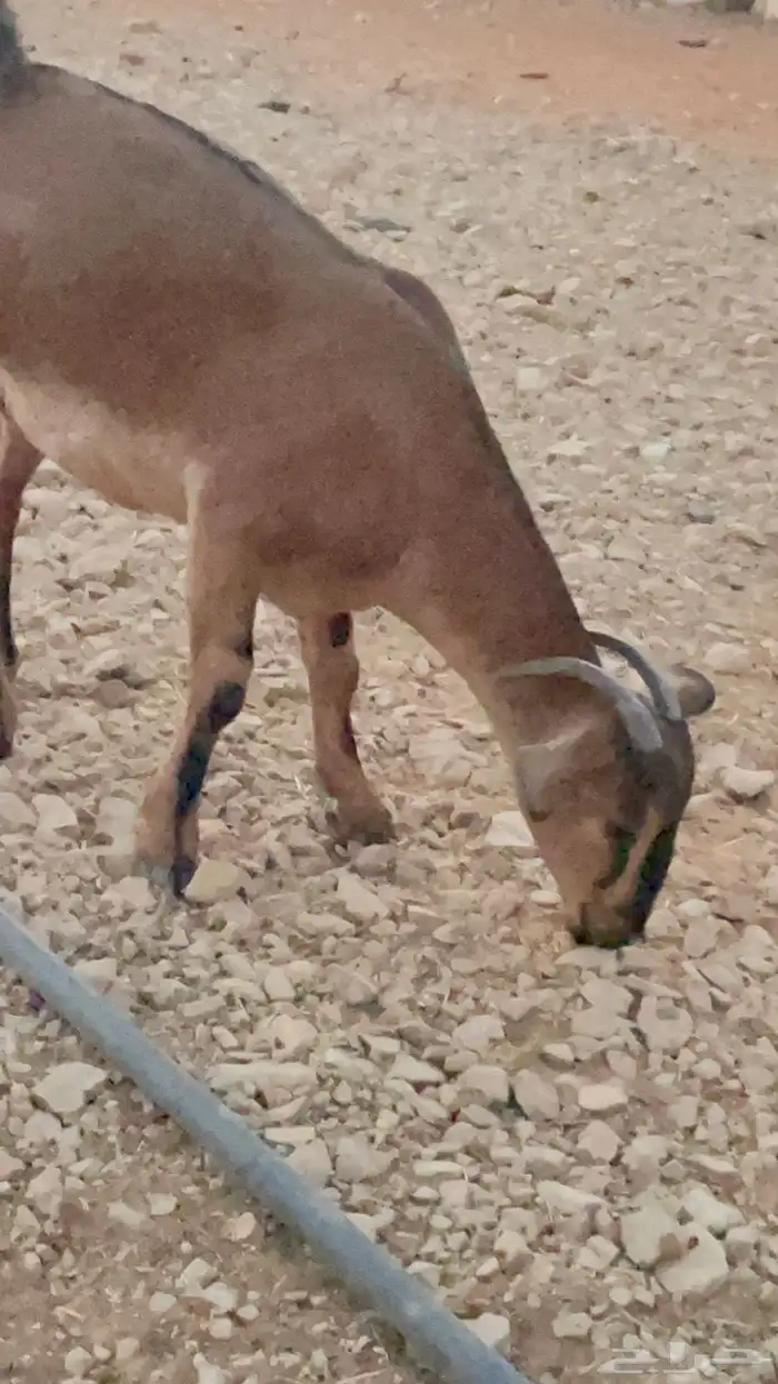 جفار دهم لون الصيد يصلحن مع وعل 7