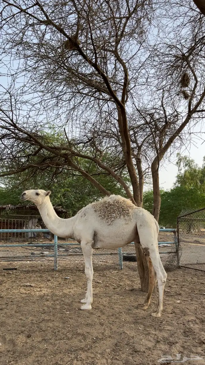 للبيع حشو طيبه مفاريد 5