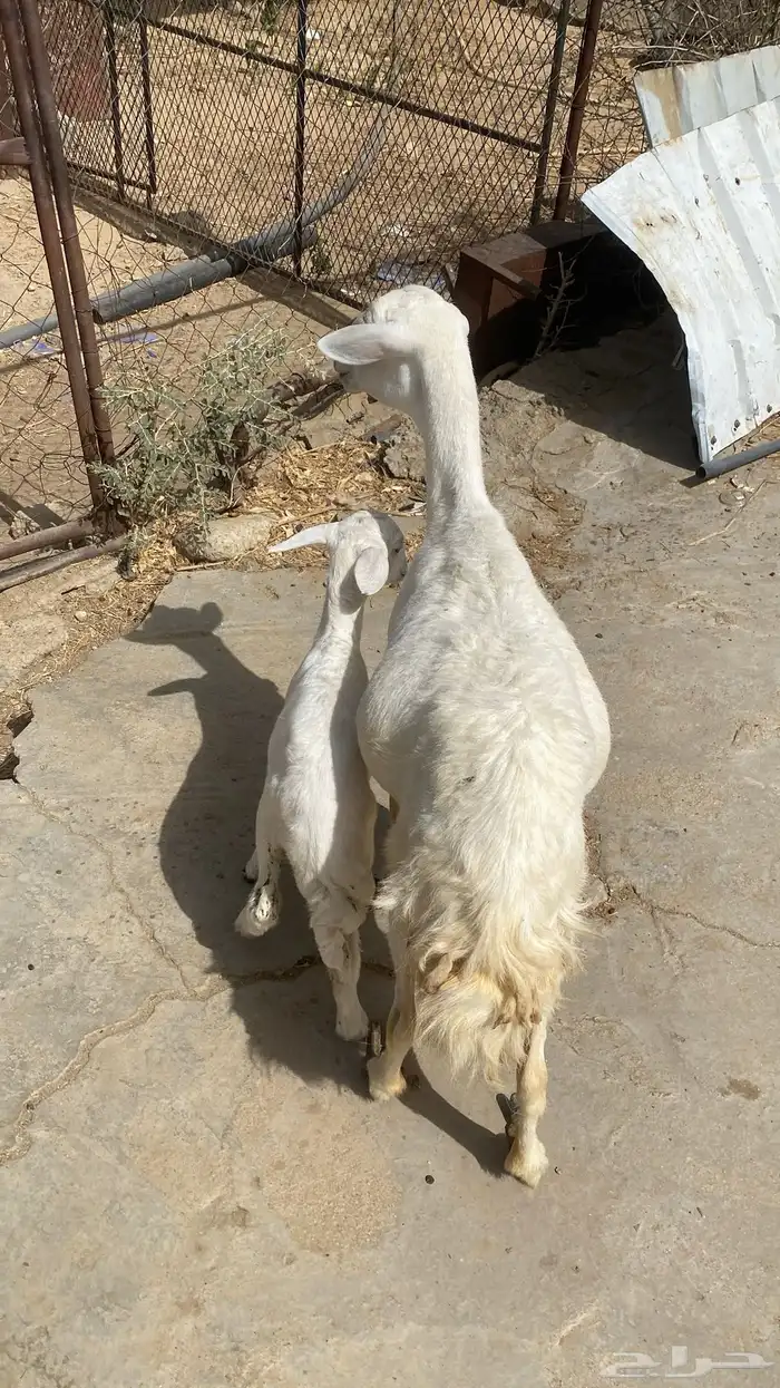 ((( تم البيع ))) نعجة تحتها رخل 2