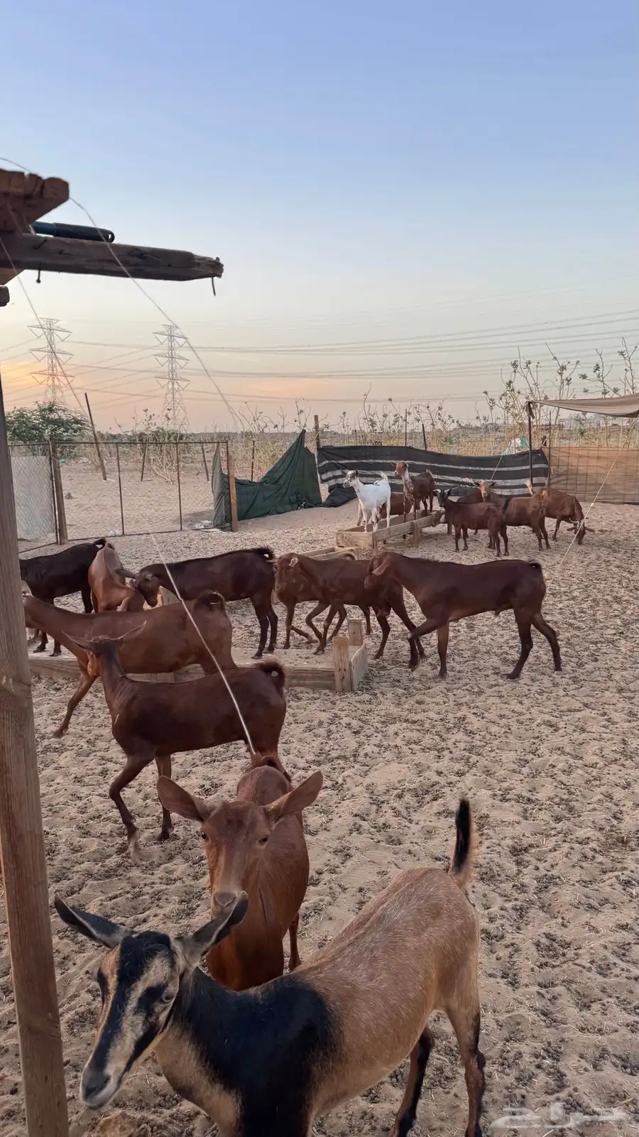 معزا دهم 8