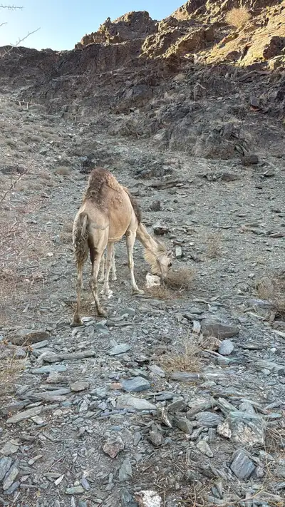 للبيع خلفه معها قعود 14