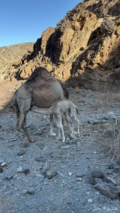 للبيع خلفه معها قعود 13