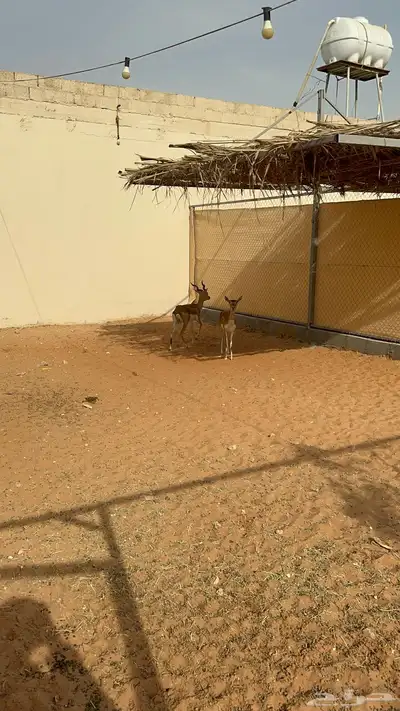 غازال البلاك باك منتج 3