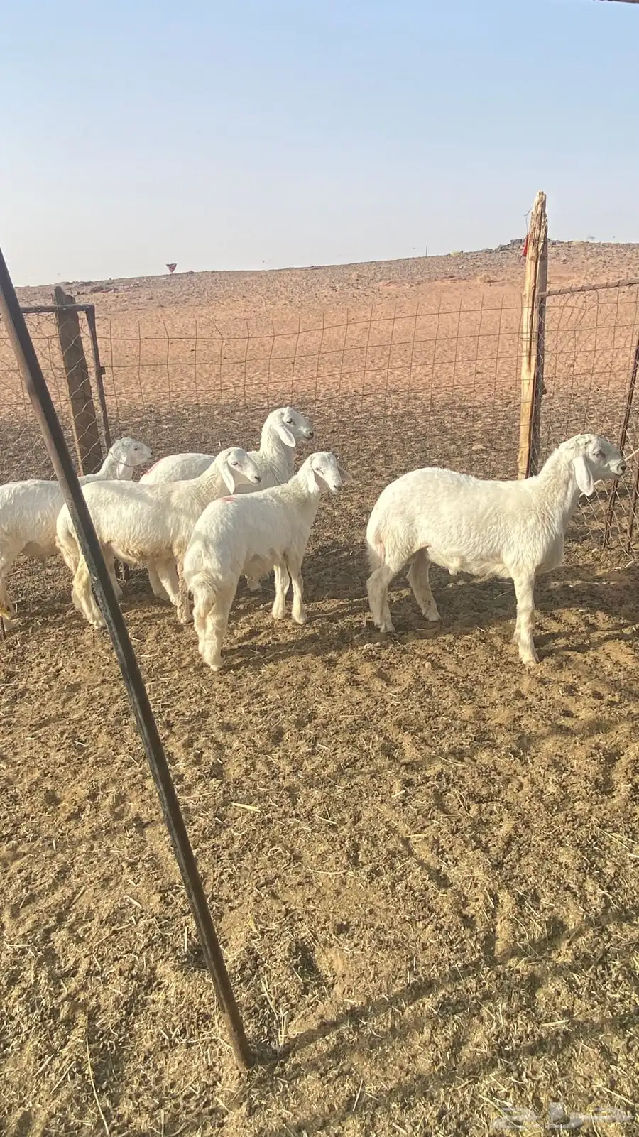 للبيع خرفان حريه 2