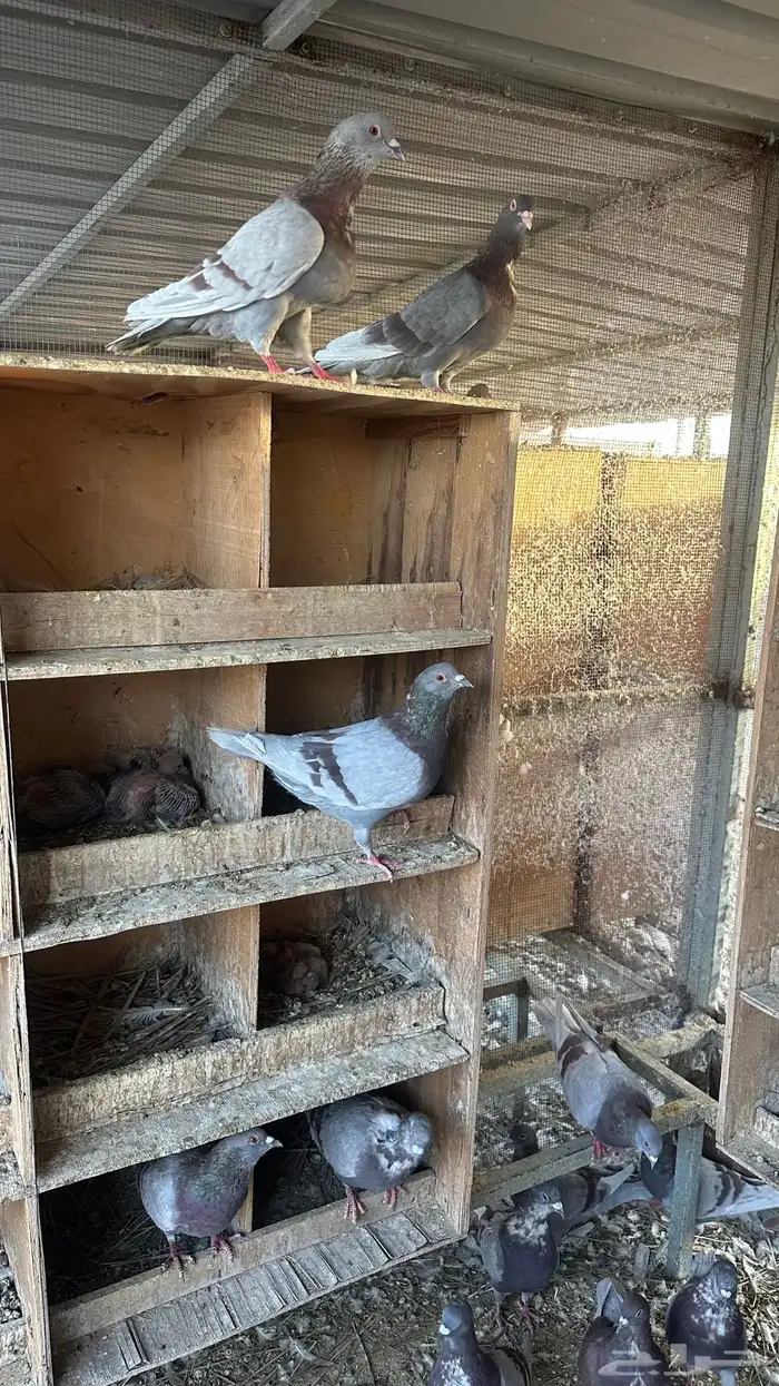 حمام فرنسي شبب سوبر سوبر جامبو 1