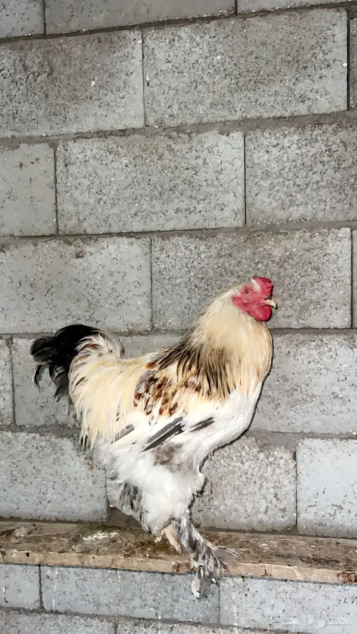 دجاج براهما 2