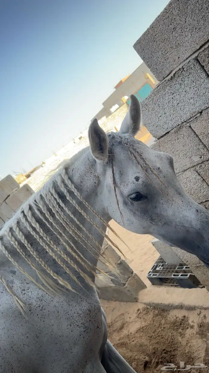 فرس للبيع 3
