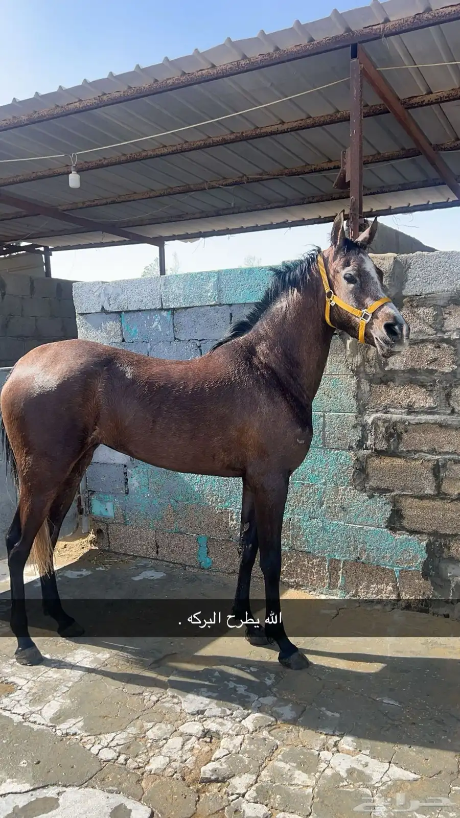 فرس شعبيه 0