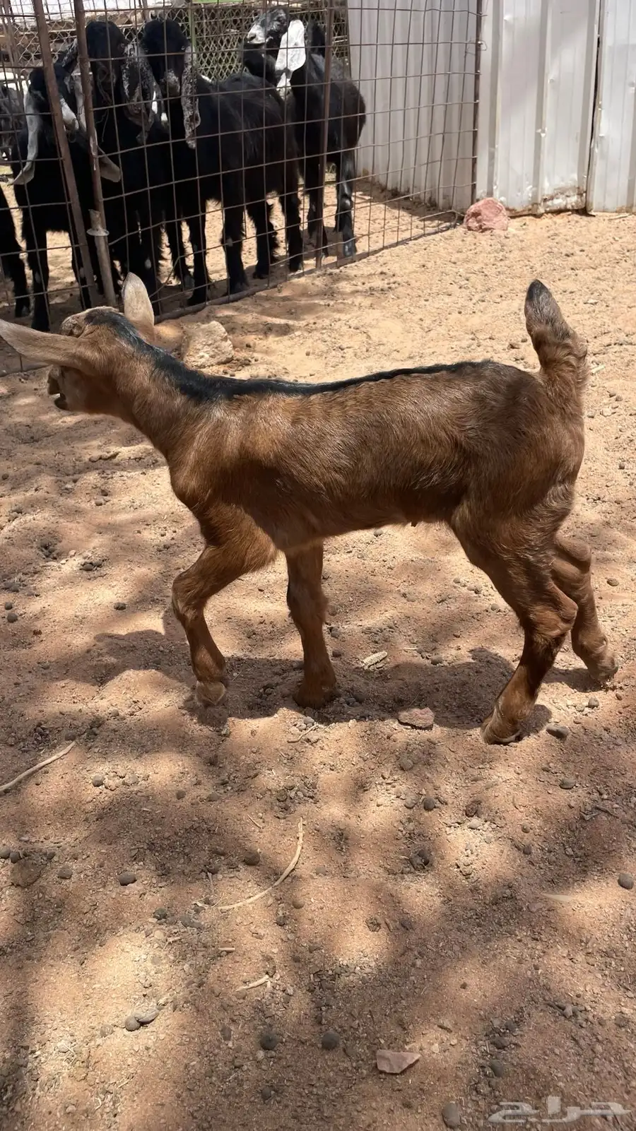 غنم شبيه بالوعل 1