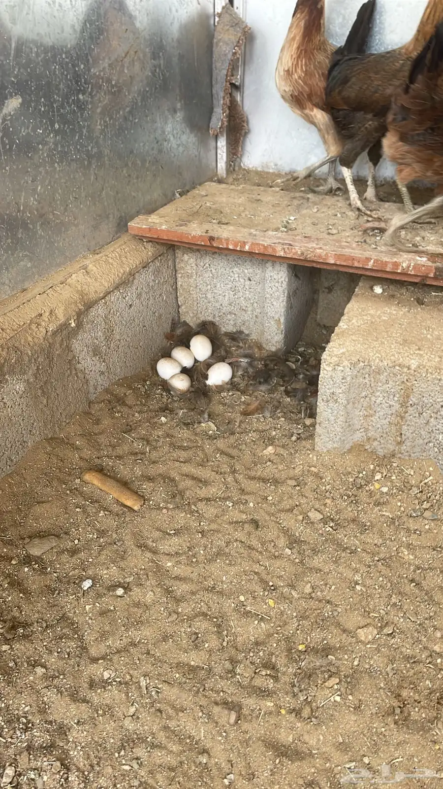 دجاج ما بين عربي وبلدي 3