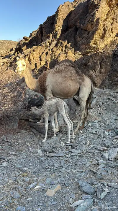 للبيع خلفه معها قعود 8