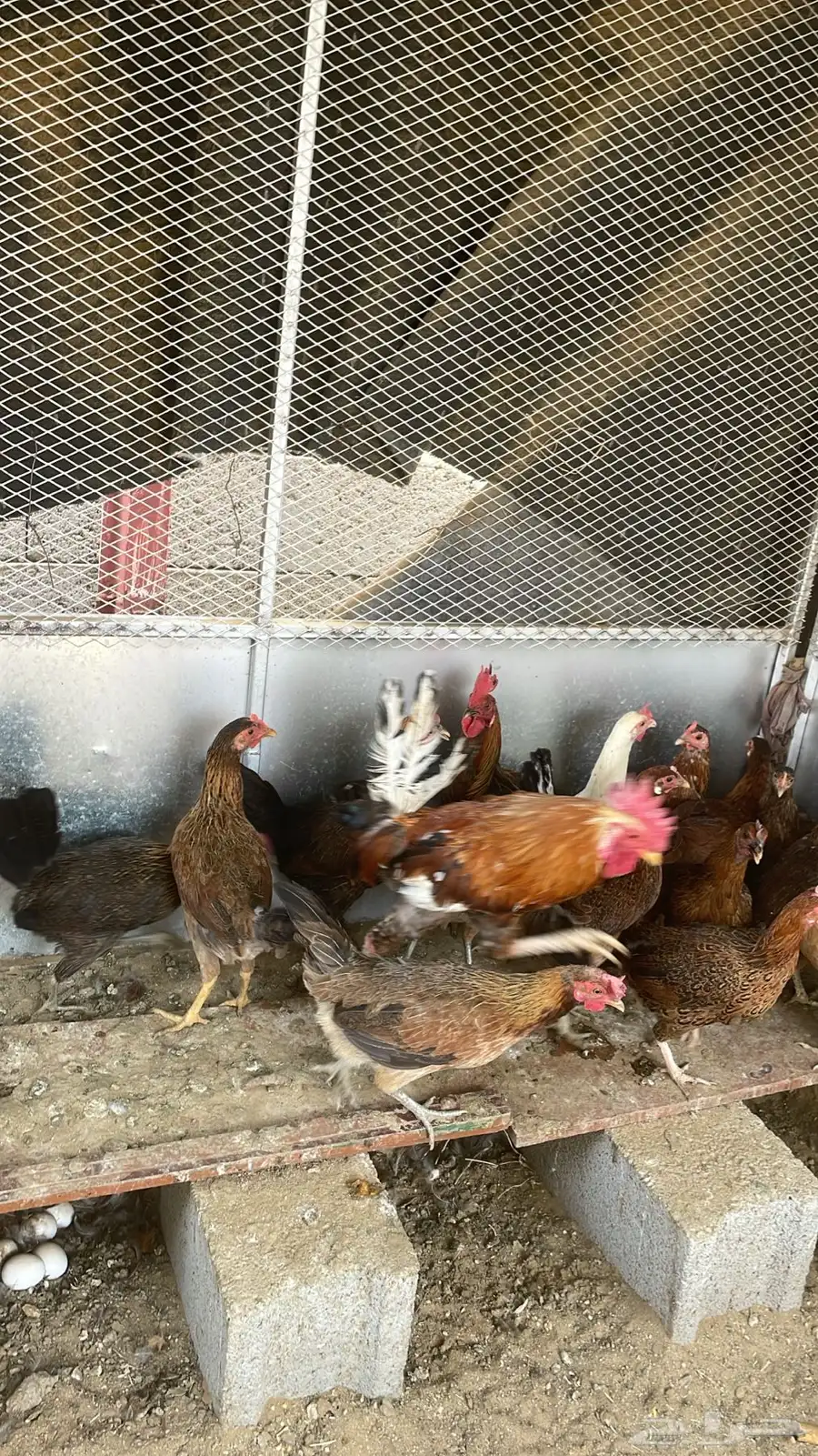دجاج ما بين عربي وبلدي 7