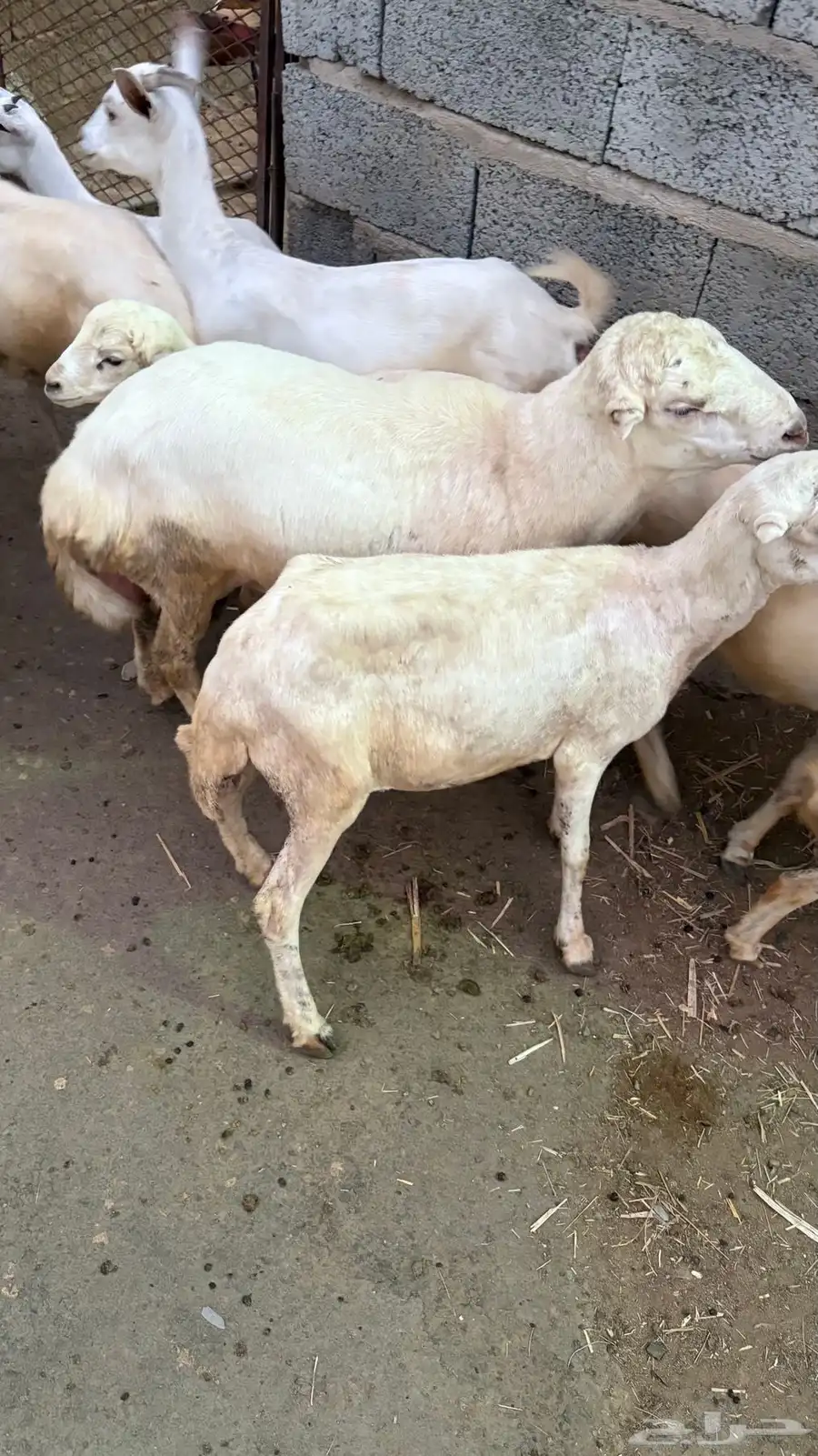 كبش فحل بلدي 5