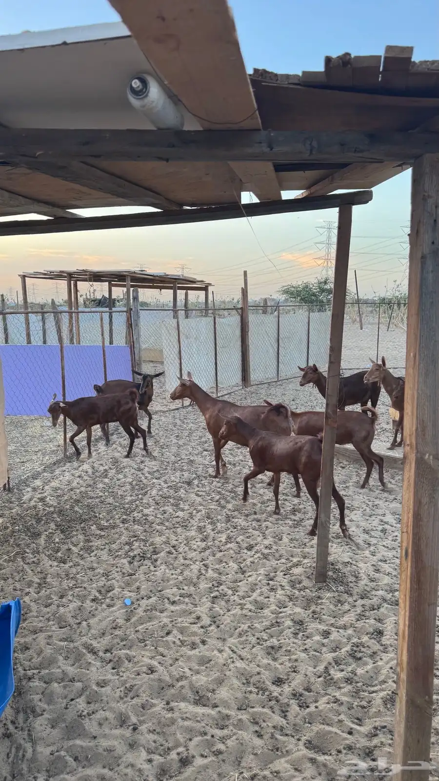 معزا دهم 9