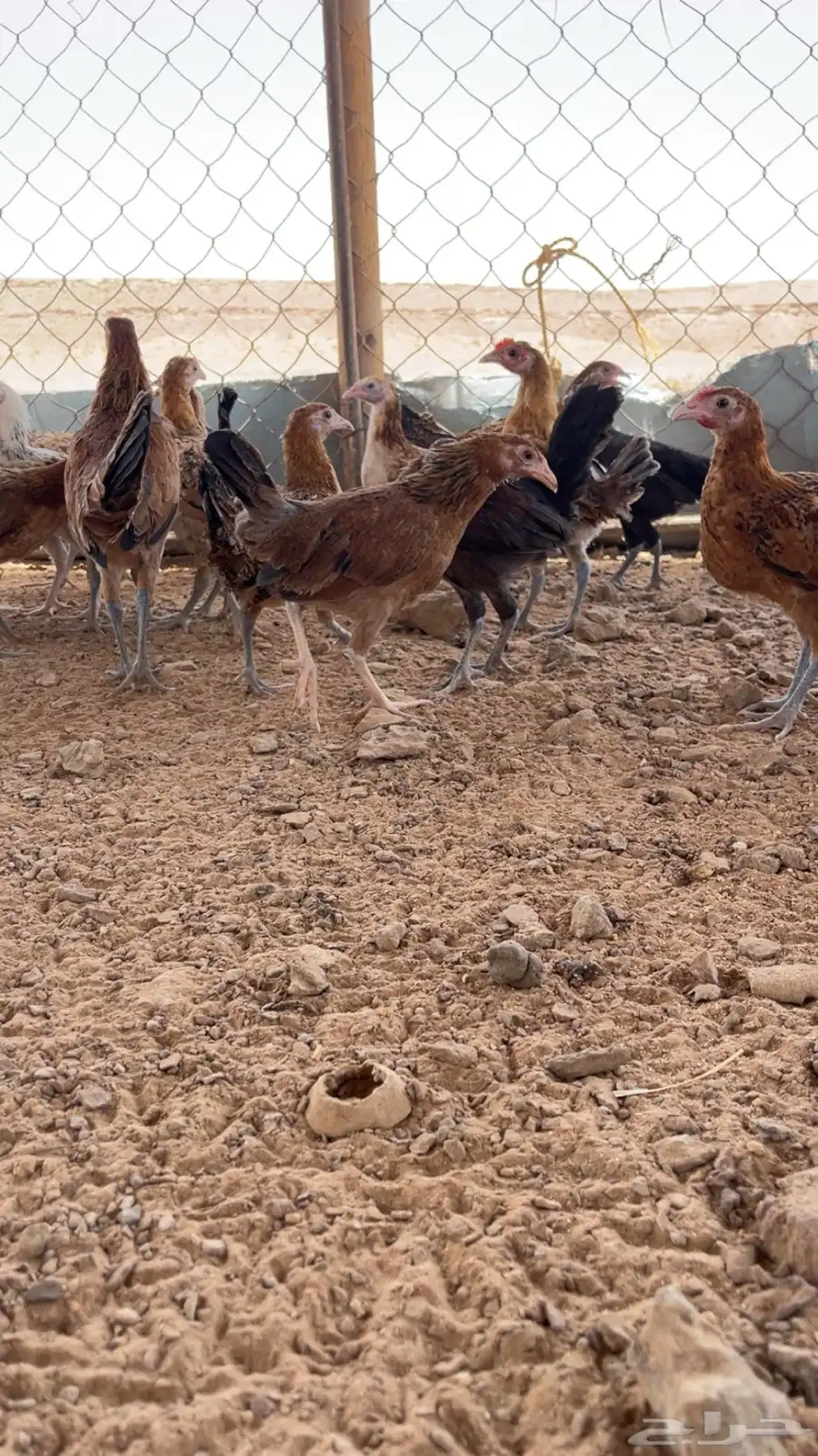 دجاج 3
