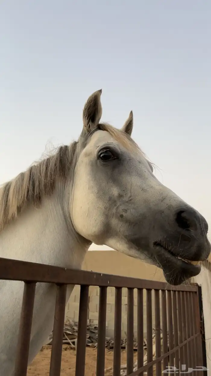 حصان شعبي للبيع مع اغراضه 0