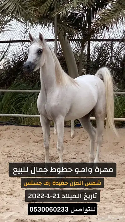 خيل واهو - مهرة 0