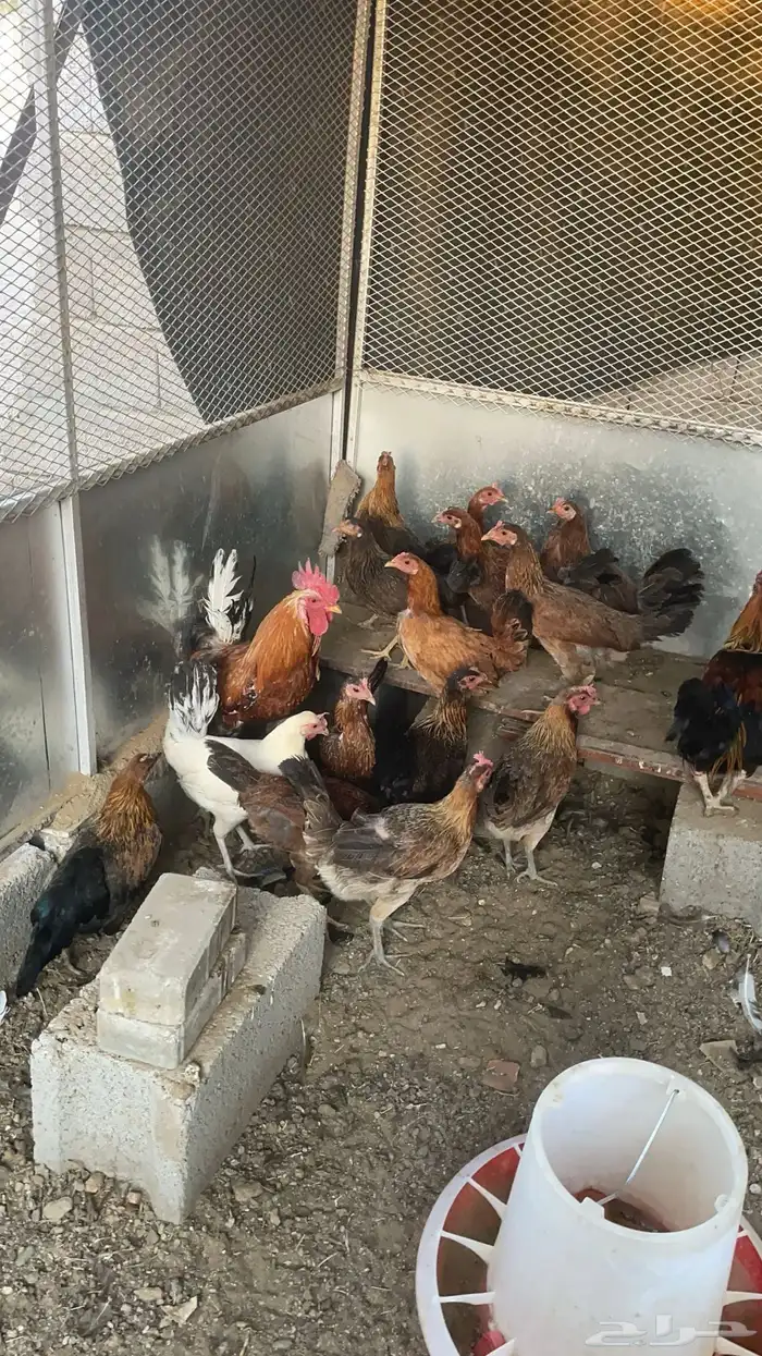 دجاج ما بين عربي وبلدي 16